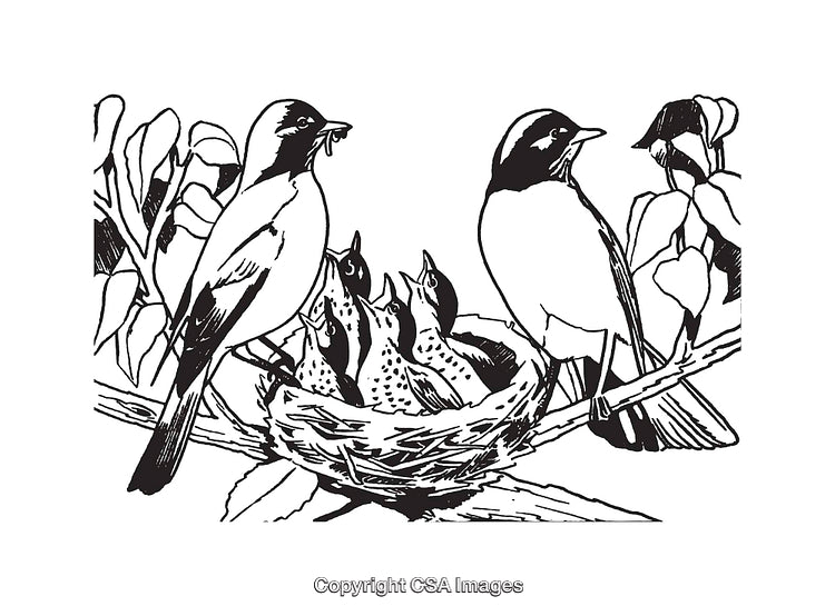 Black and White Line Art Illustration of Birds and Nest in Nature