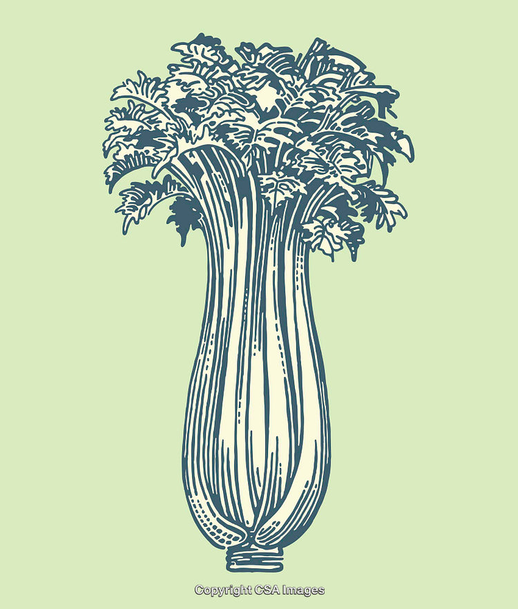 Illustration of Celery Plant in Line Art Style on Green Background