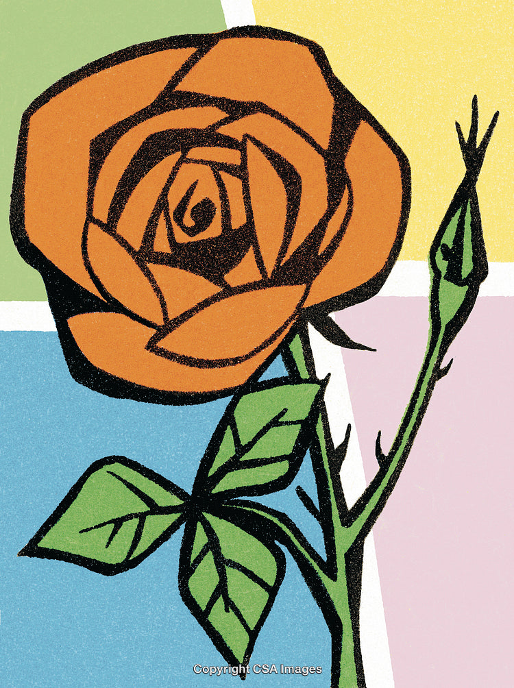 Red Rose