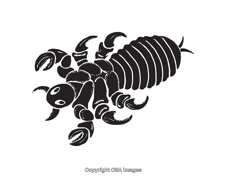 Black and White Line Art Illustration of a Stylized Scorpion