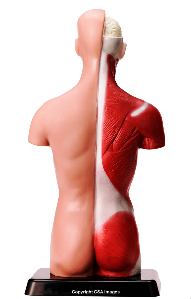 Human Anatomy Model Showing Muscular and Nervous Systems in Educational View