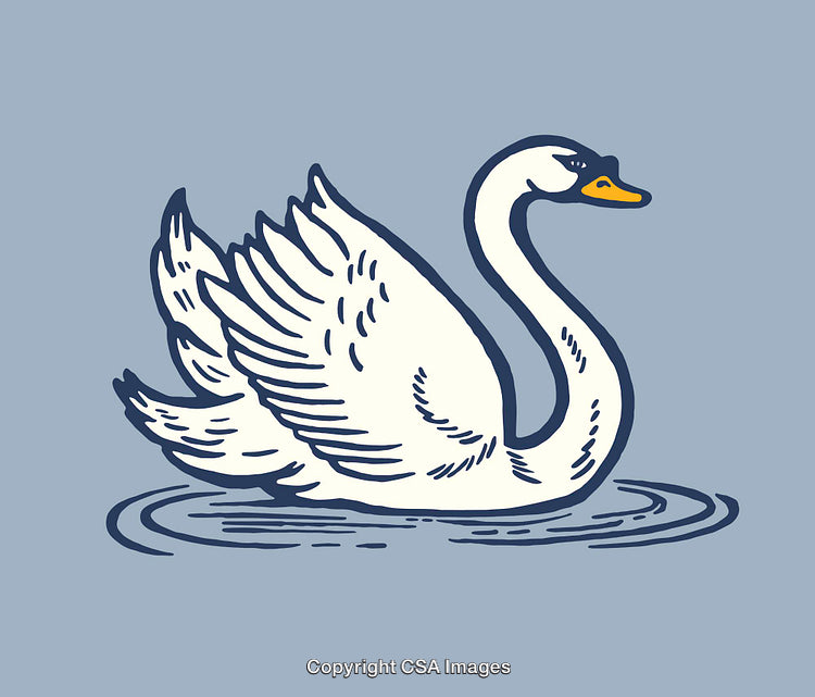 Elegant Swan Illustration with Detailed Line Art on Blue Background
