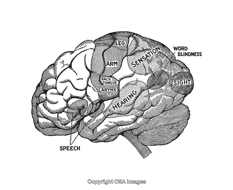 Detailed Vintage Brain Diagram Depicting Functions and Sensory Areas