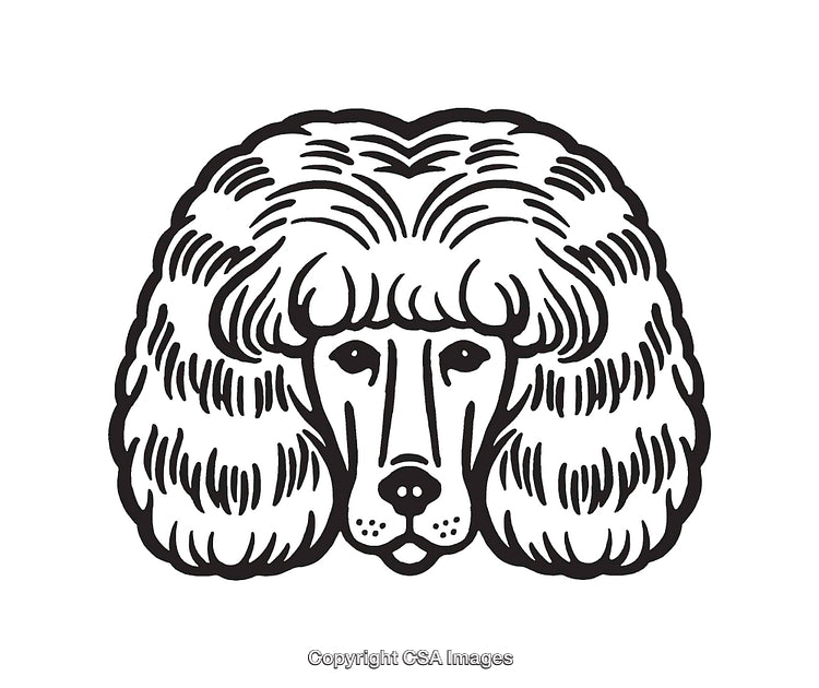 Elegant Line Art Illustration of a Poodle Dog in Black and White
