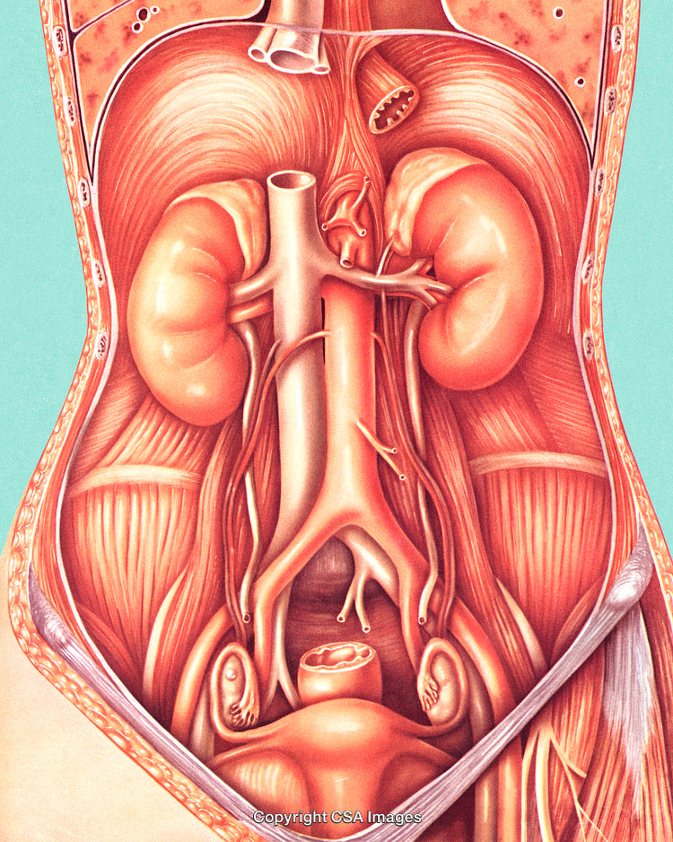 Detailed Medical Illustration of Human Abdominal Organs and Vascular System