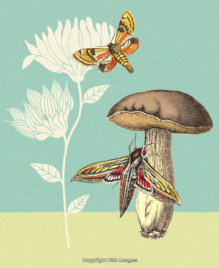 Vintage Illustration of Butterflies on Mushroom Over Floral Background