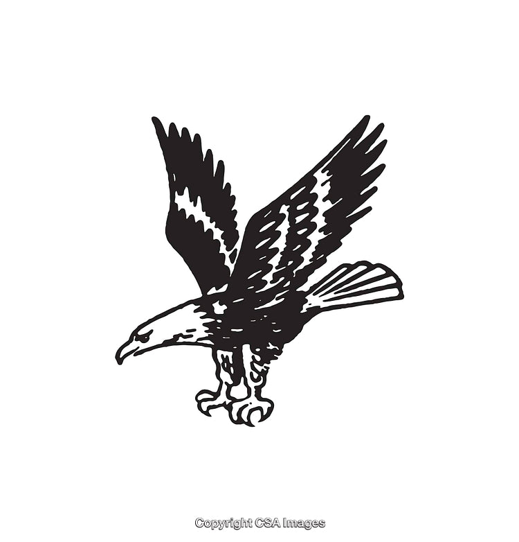 Black and White Line Art Illustration of an Eagle in Flight