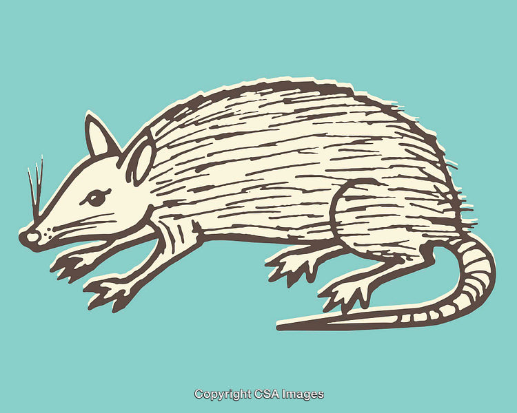 Detailed Line Art Illustration of a Small Mammal on Green Background