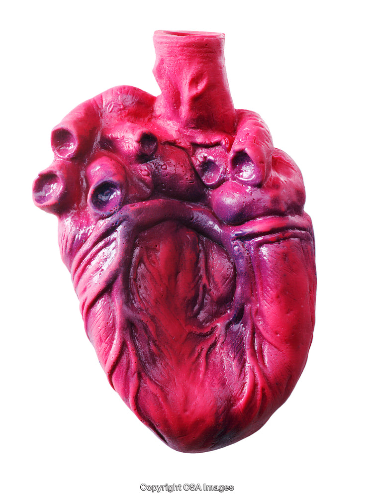 Realistic Plastic Heart Model Depicting Anatomical Structure and Features