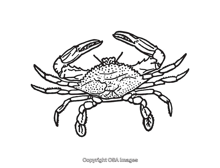 Black and White Line Art Illustration of a Detailed Crab