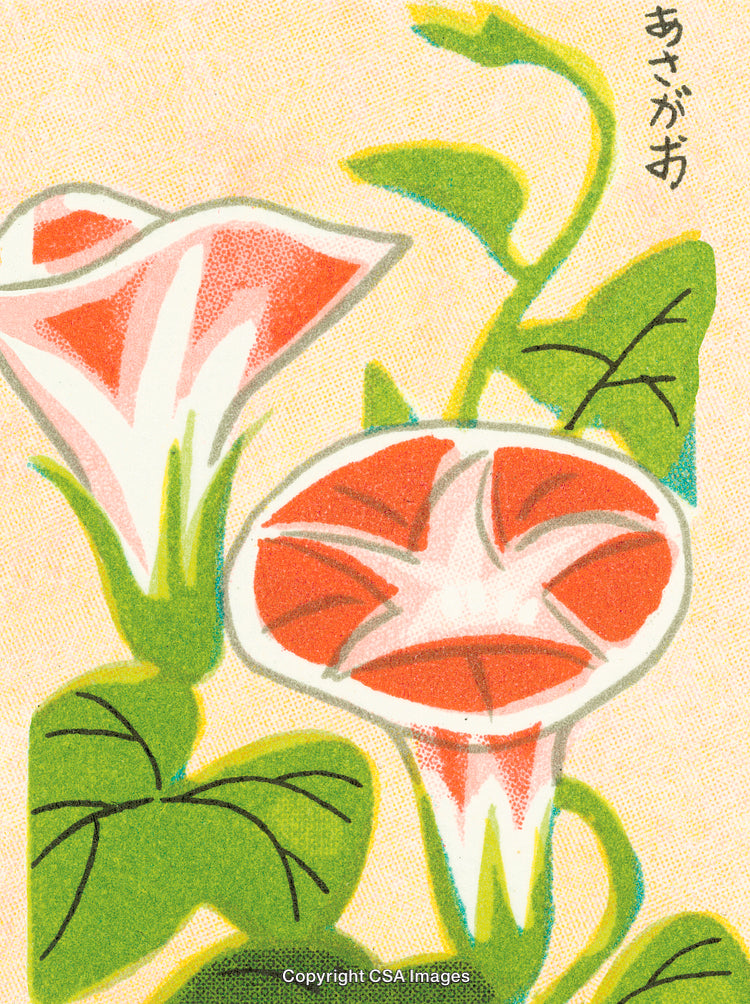 Artistic Depiction of Morning Glory Flowers in a Japanese Style Artwork
