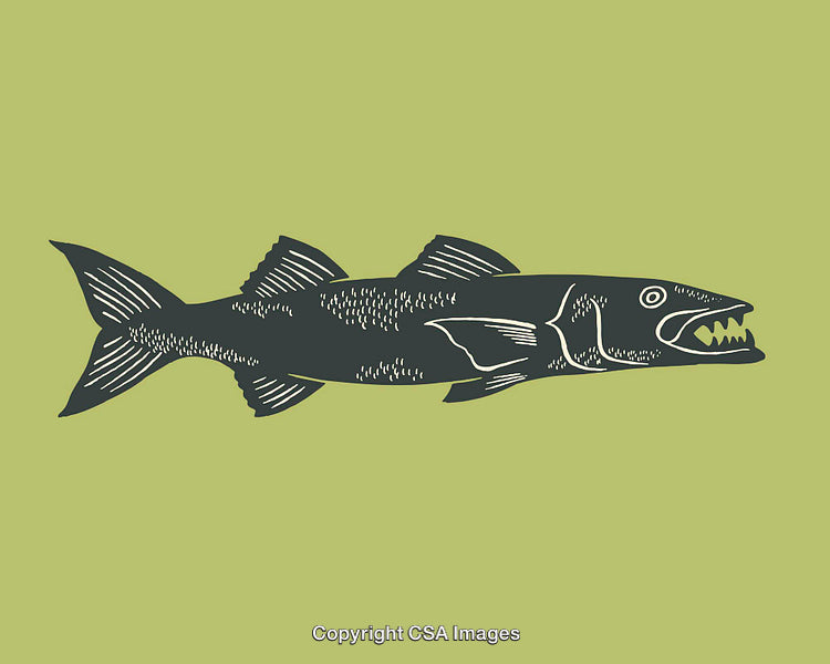 Detailed Line Art Illustration of a Fish with Sharp Teeth