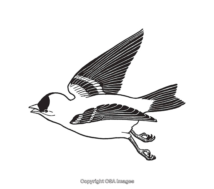 Black And White Line Art Illustration of a Flying Bird