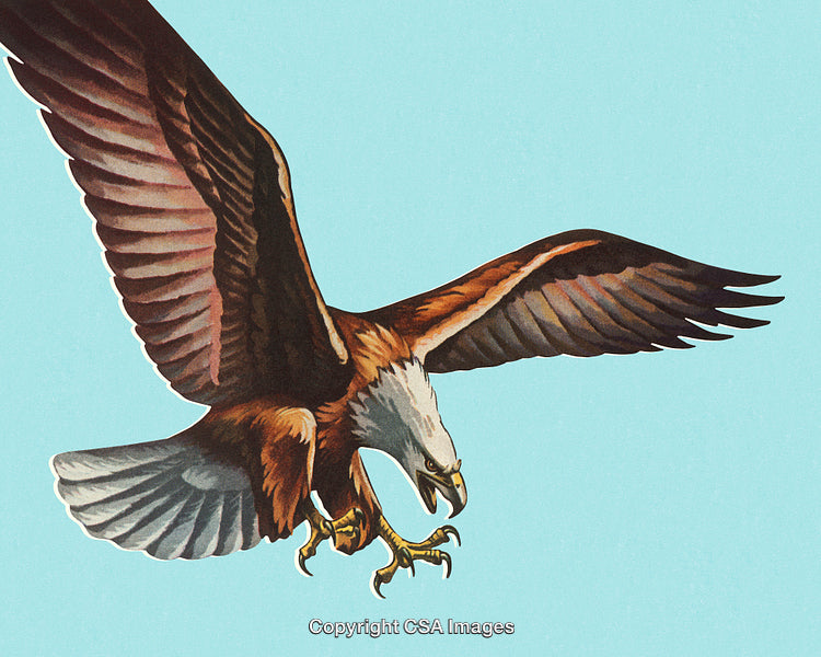 Majestic Bald Eagle in Flight with Wings Spread Against a Blue Sky