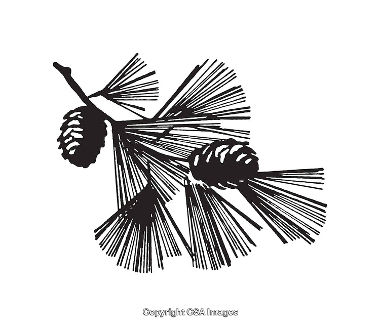 Black and White Line Art Illustration of Pine Cones with Needles