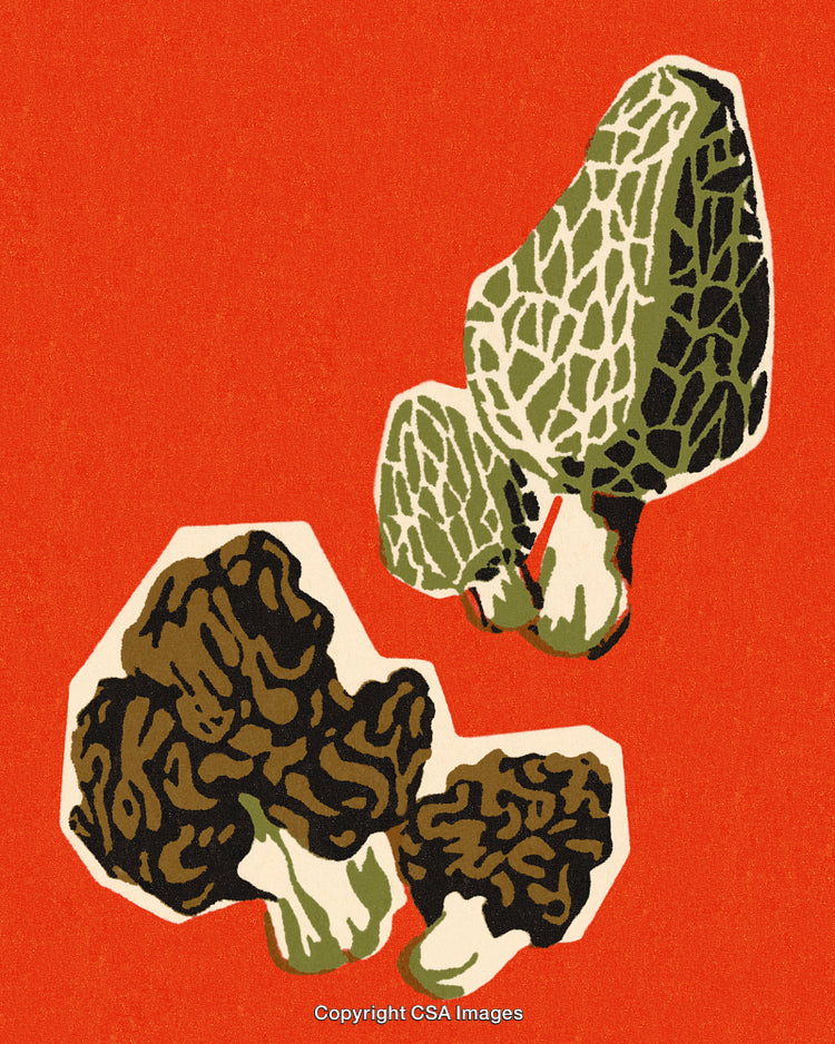 Stylized Illustration of Morel Mushrooms on Vibrant Red Background