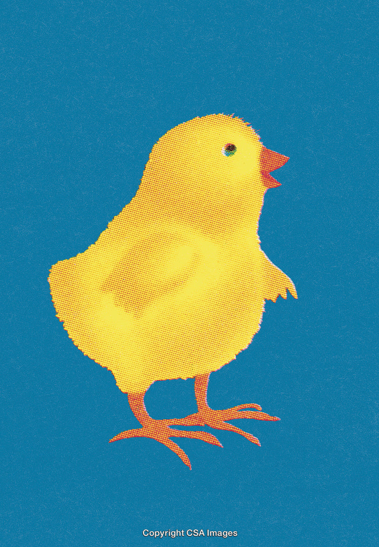 Bright Yellow Chick On Blue Background in Pop Art Style