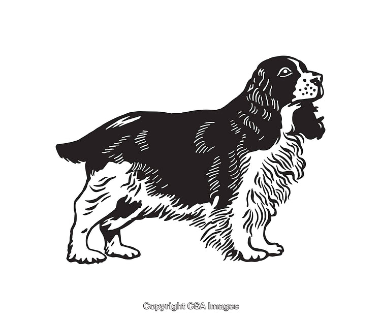 Elegant Line Art Illustration of a Springer Spaniel Dog Profile