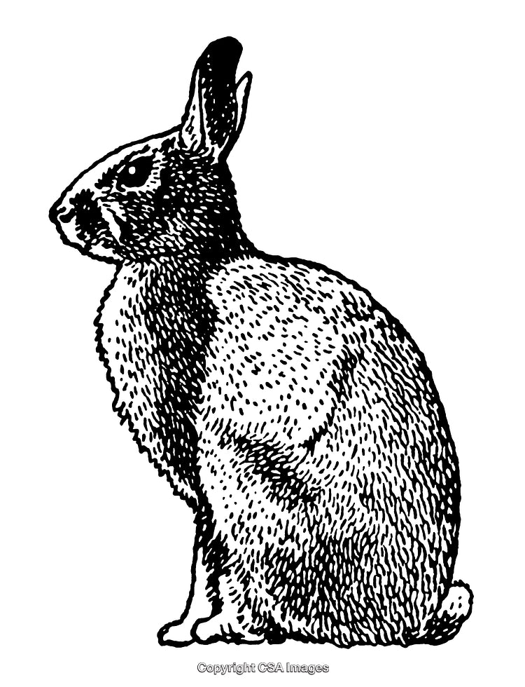 Detailed Black And White Engraving of a Sitting Rabbit in Profile View