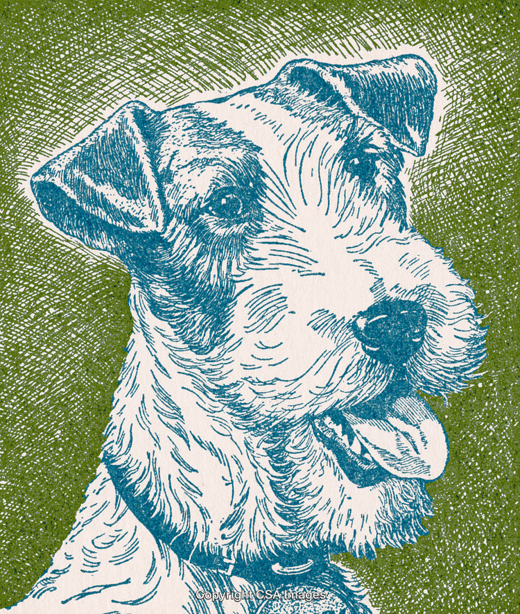 Stylized Portrait Illustration of a Wirehaired Terrier Dog With Green Background
