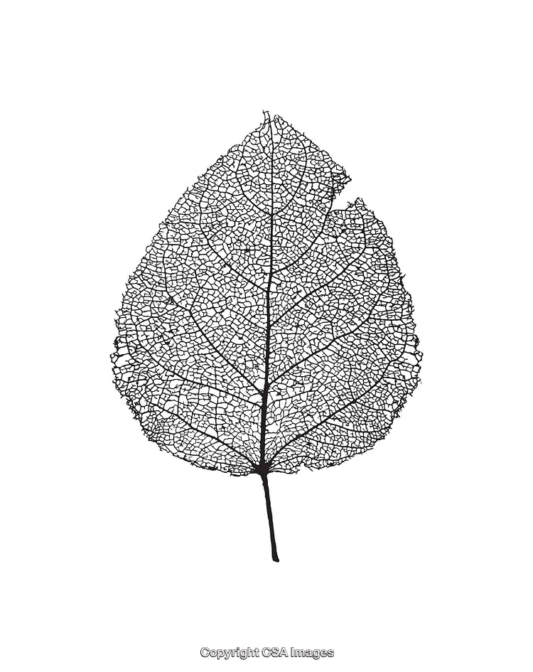 Intricate Skeleton Leaf Line Art Illustration on White Background