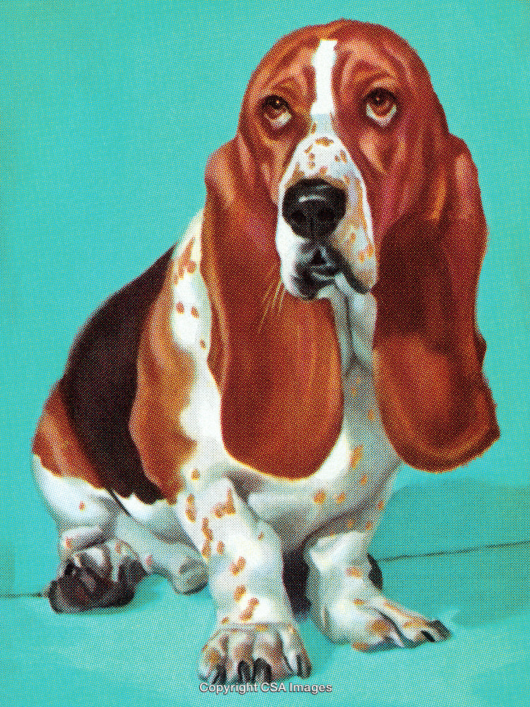 Portrait of a Basset Hound Against a Bright Teal Background