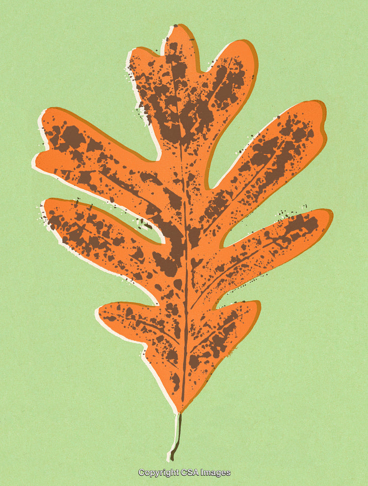 Artistic Autumn Leaf Illustration on a Light Green Background