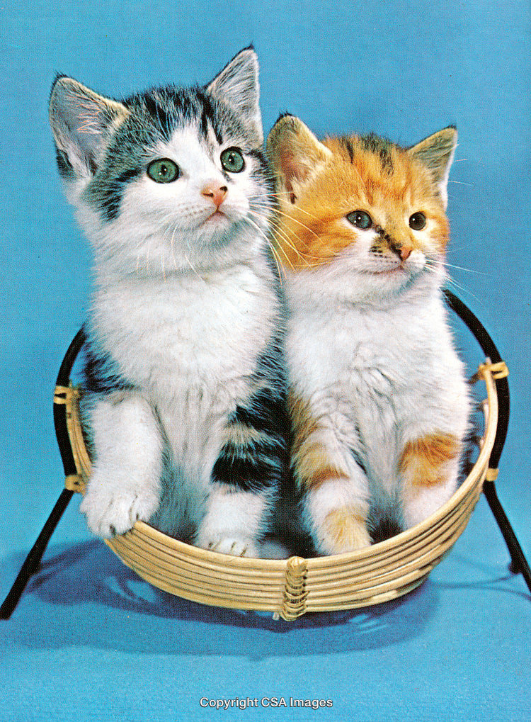 Adorable Pair of Kittens Sitting in a Basket with a Blue Background