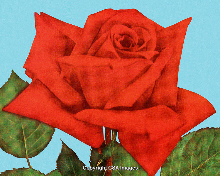 Vibrant Red Rose Over a Calm Blue Background with Green Leaves