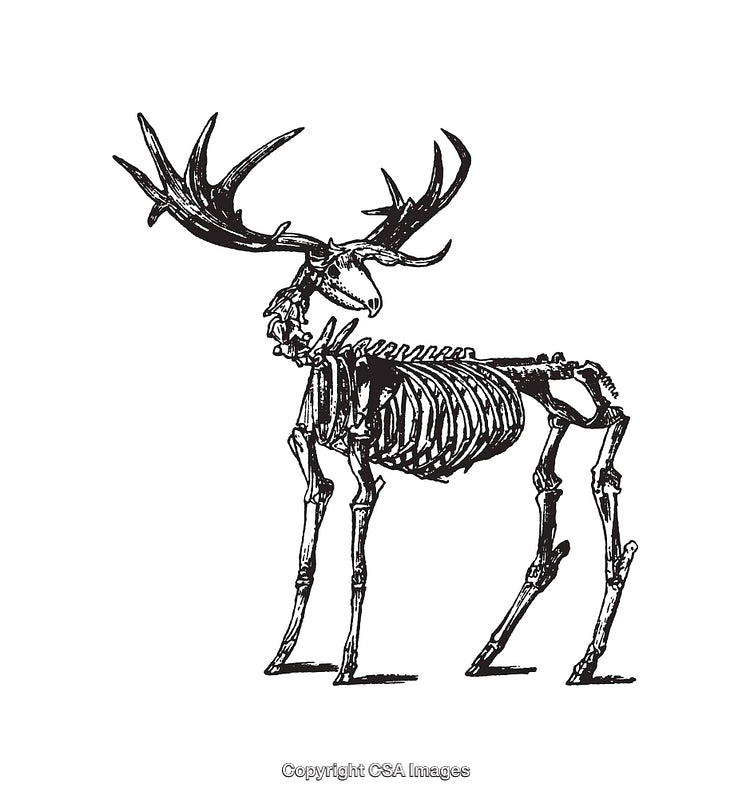 Detailed Illustration of a Deer Skeleton in Black and White Line Art Style