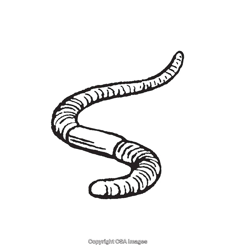 Black and White Line Art Illustration of a Detailed Earthworm