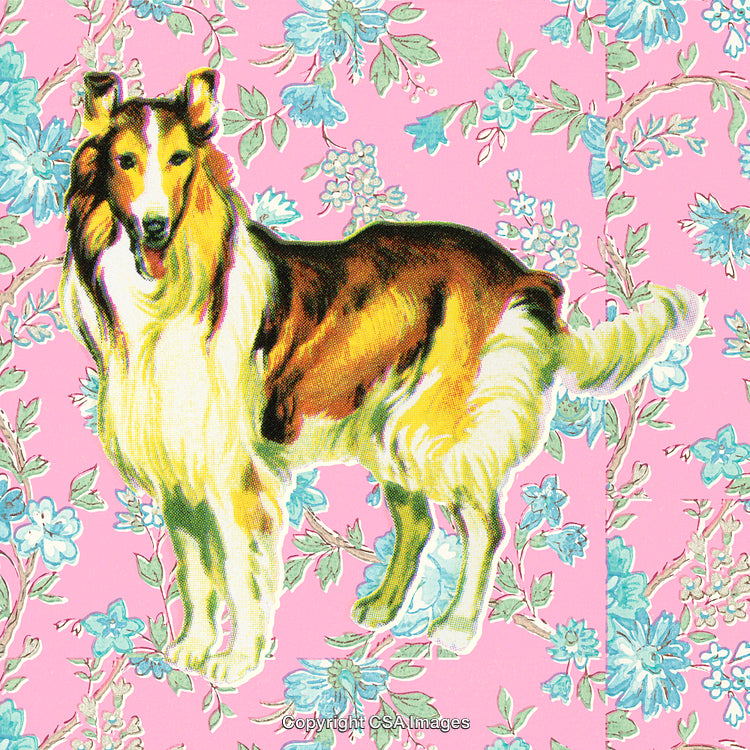 Vintage Collie Dog Illustration on a Floral Pink Background