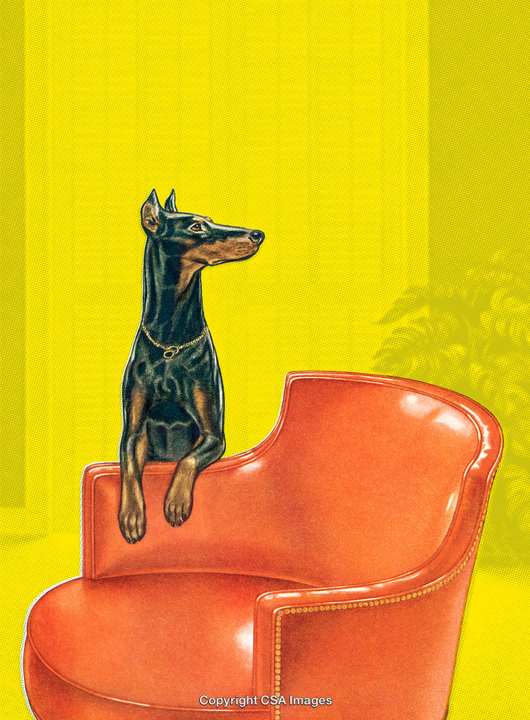 Elegant Doberman Posing on a Vibrant Leather Armchair Against a Yellow Background