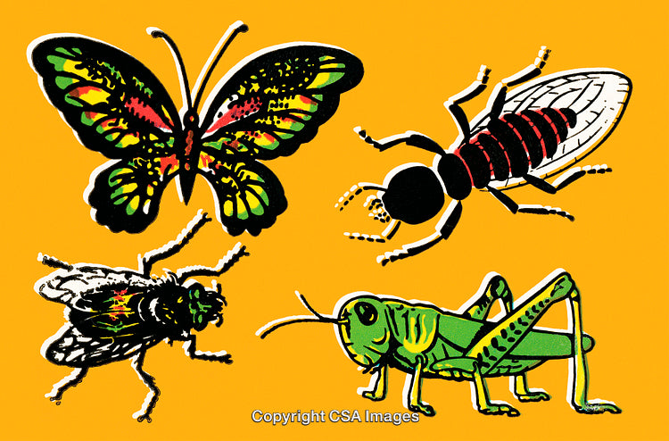 Colorful Illustrations of Various Insects on a Vibrant Orange Background