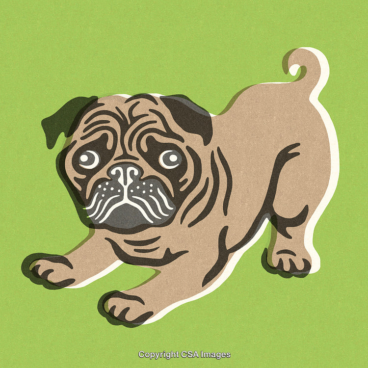 Illustrated Pug Dog with Green Background Featuring Playful Expression
