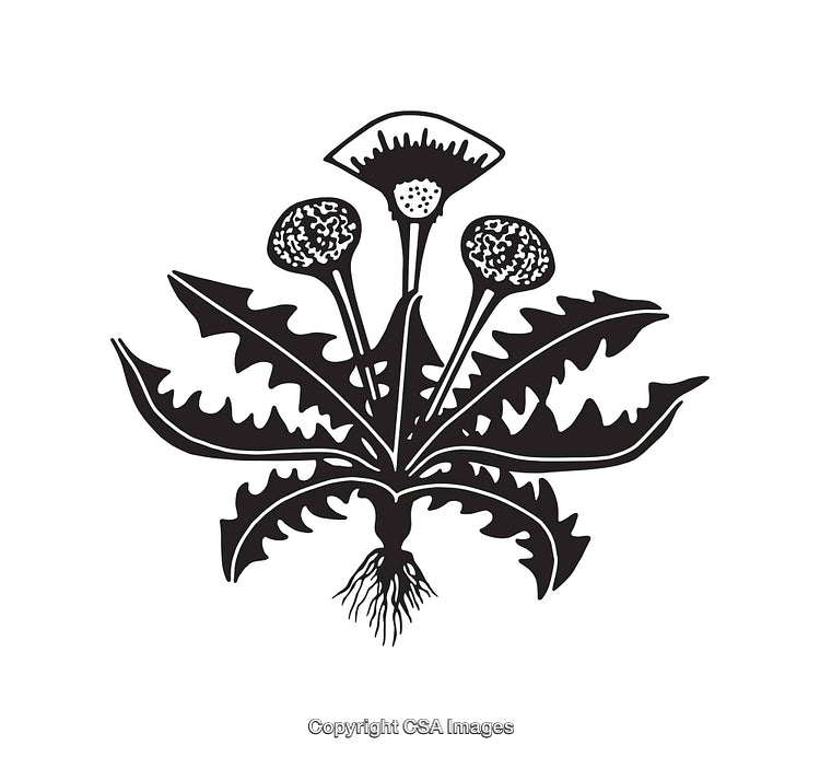 Detailed Black and White Dandelion Line Art Illustration with Root Structure