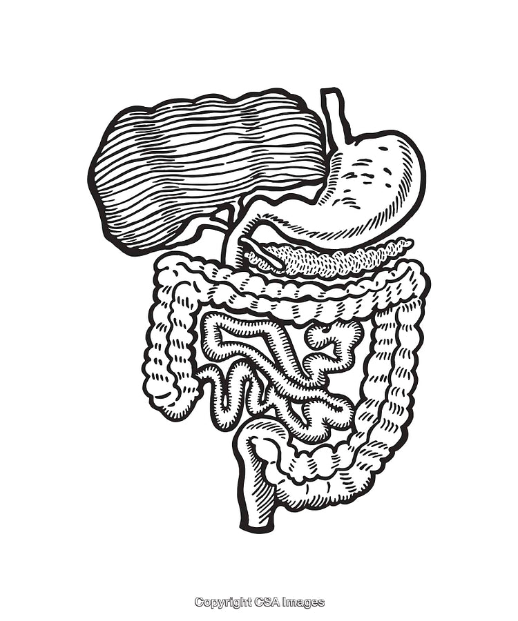 Detailed Black and White Illustration of the Human Digestive System Anatomy