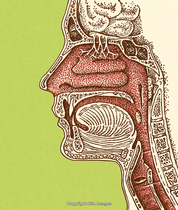 Colorful Anatomical Diagram Illustrating Human Nasal, Oral, and Pharyngeal Anatomy