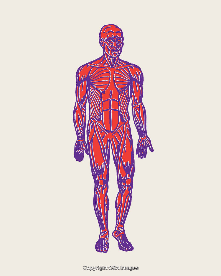 Colorful Line Art Illustration of the Human Muscular System Anatomy