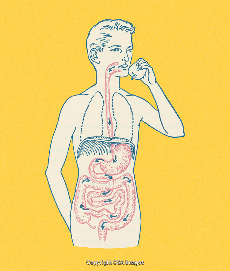 Illustrated Depiction of Digestive System Functions and Human Anatomy Design