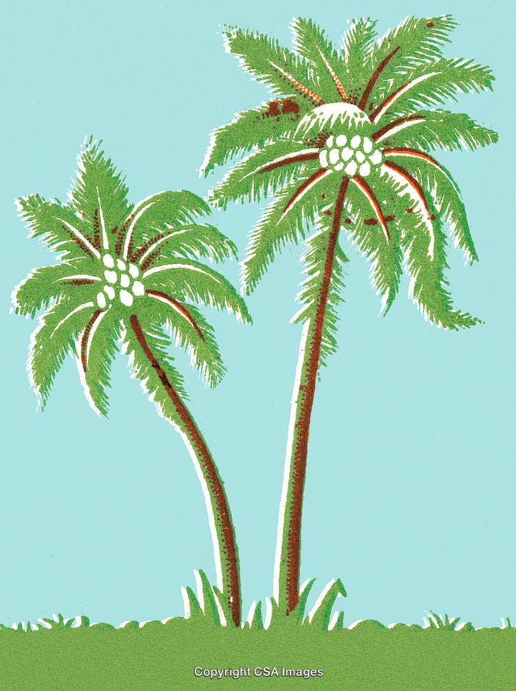 Tropical Palm Trees Under a Blue Sky With Green Grass