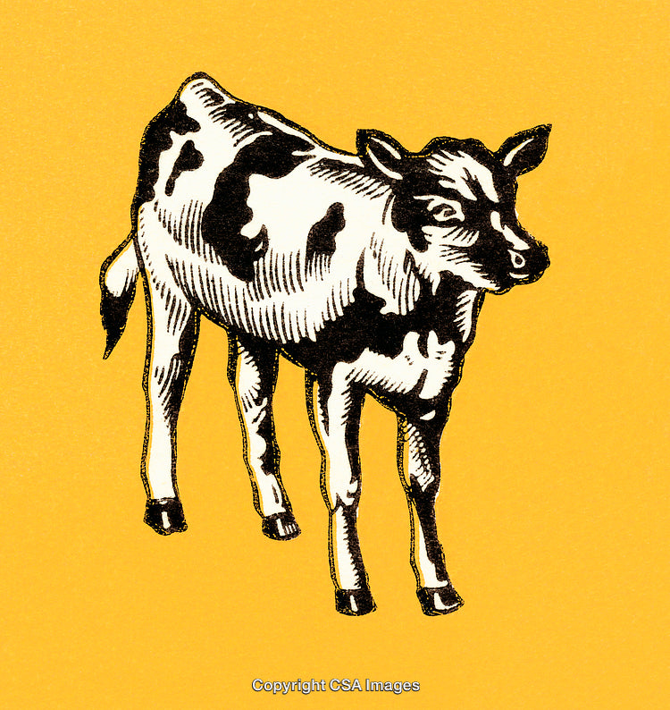 Vintage Illustration of a Standing Cow on a Yellow Background