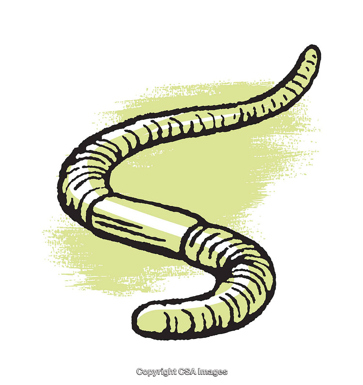 Colorful Illustration of an Earthworm on a Textured Background