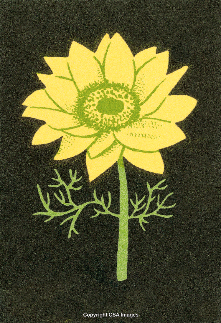 Vintage Botanical Illustration of a Yellow Flower With Intricate Details