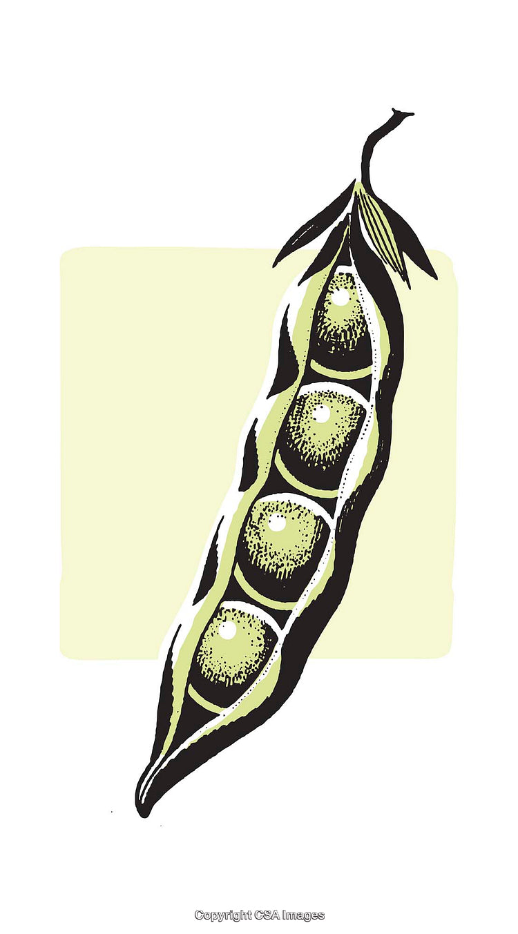 Colorful Illustration of Fresh Organic Peas in a Pod