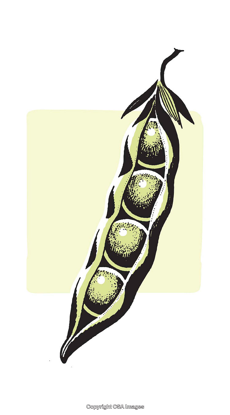 Colorful Illustration of Fresh Organic Peas in a Pod
