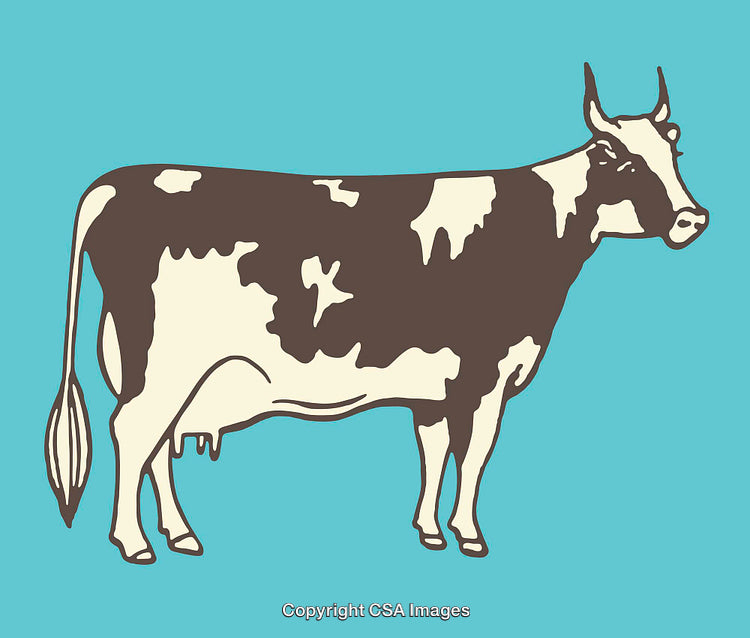 Stylized Line Art Illustration of a Dairy Cow on a Bright Background