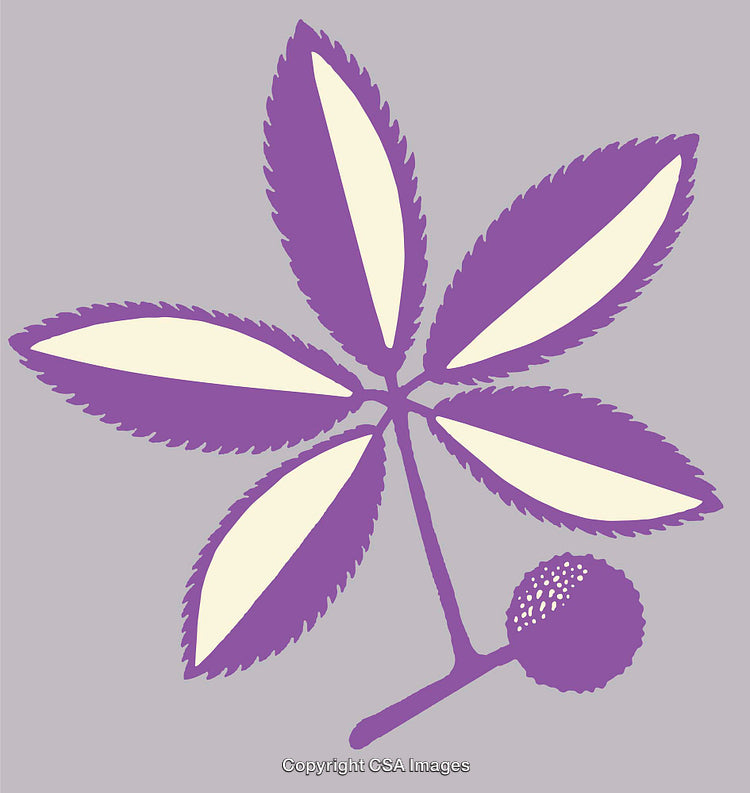 Purple Stylized Chestnut Leaf and Nut Botanical Illustration