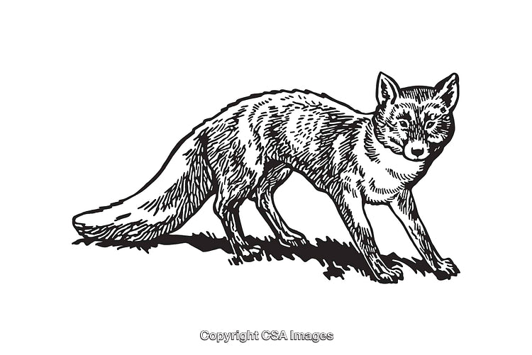 Black and White Fox Line Art Illustration with Intricate Details