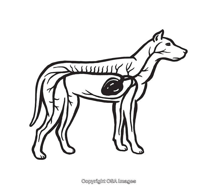 Anatomical Canine Illustration Showing Internal Areas in Black and White Line Art